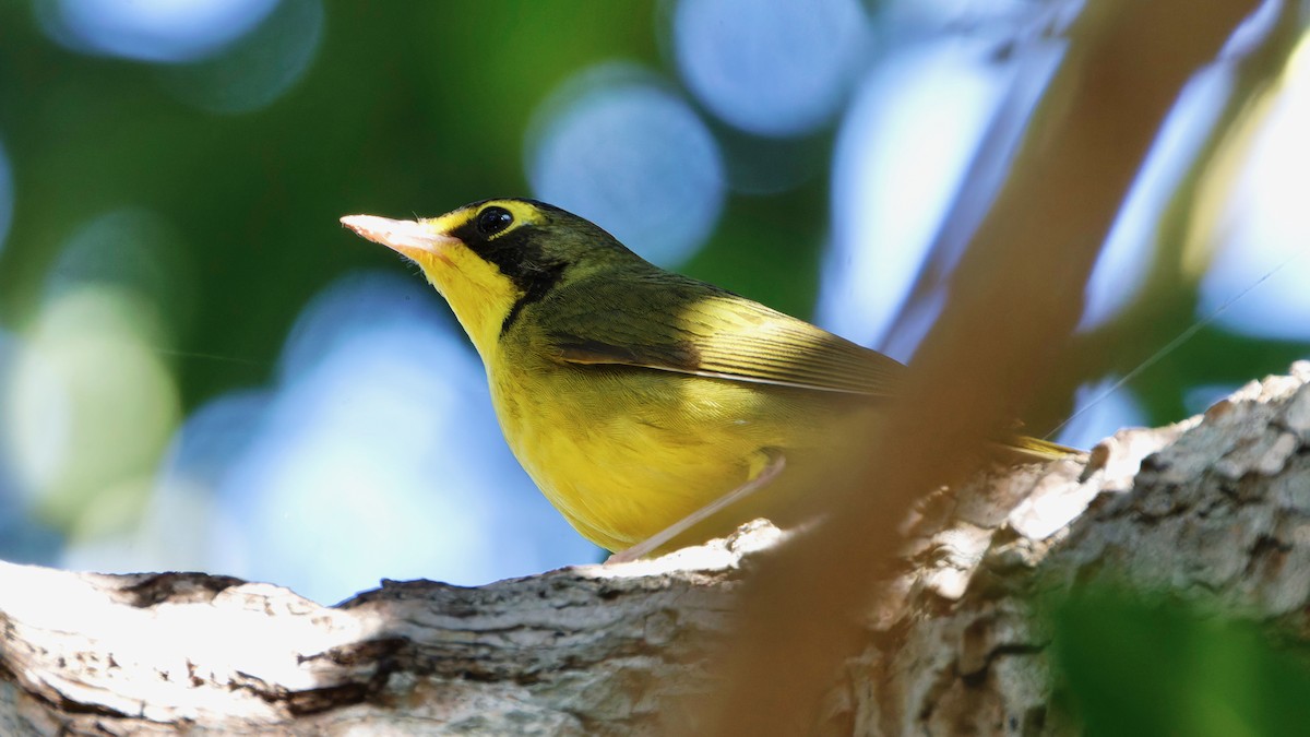 Kentucky Warbler - ML645747051