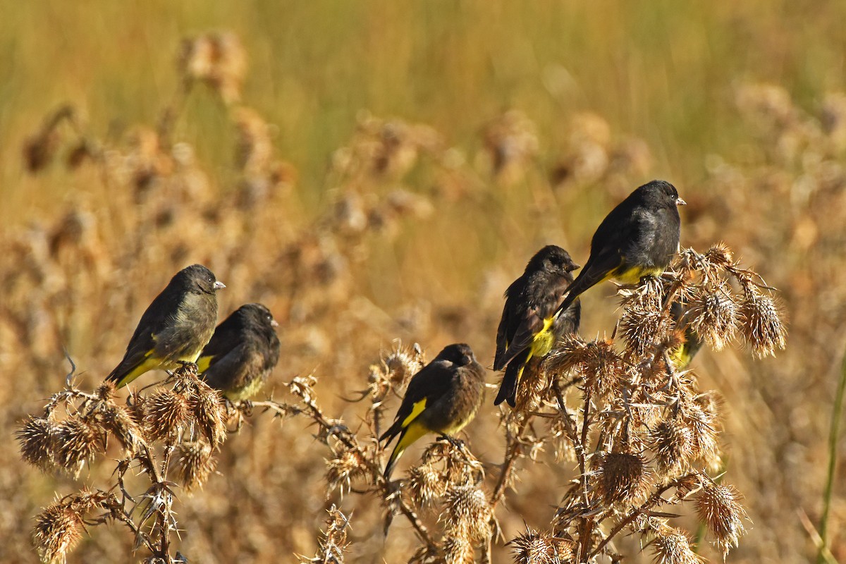 Black Siskin - ML645747055