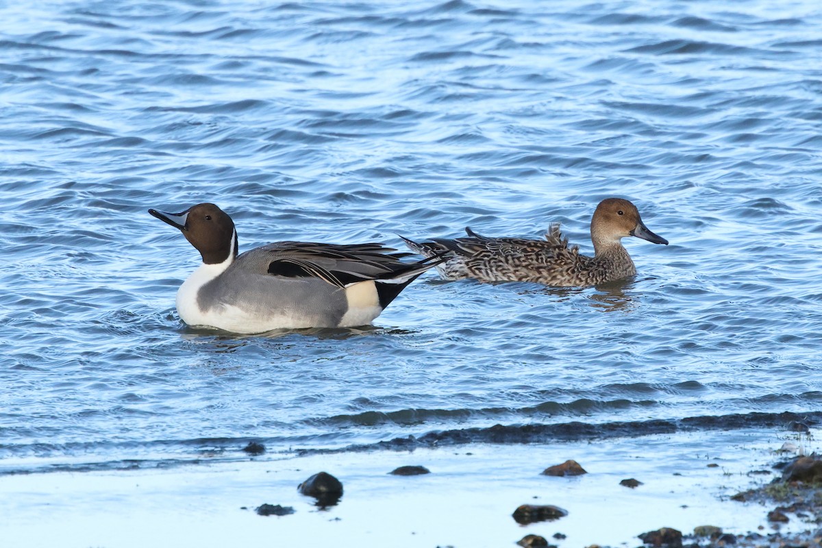 Northern Pintail - ML645747059