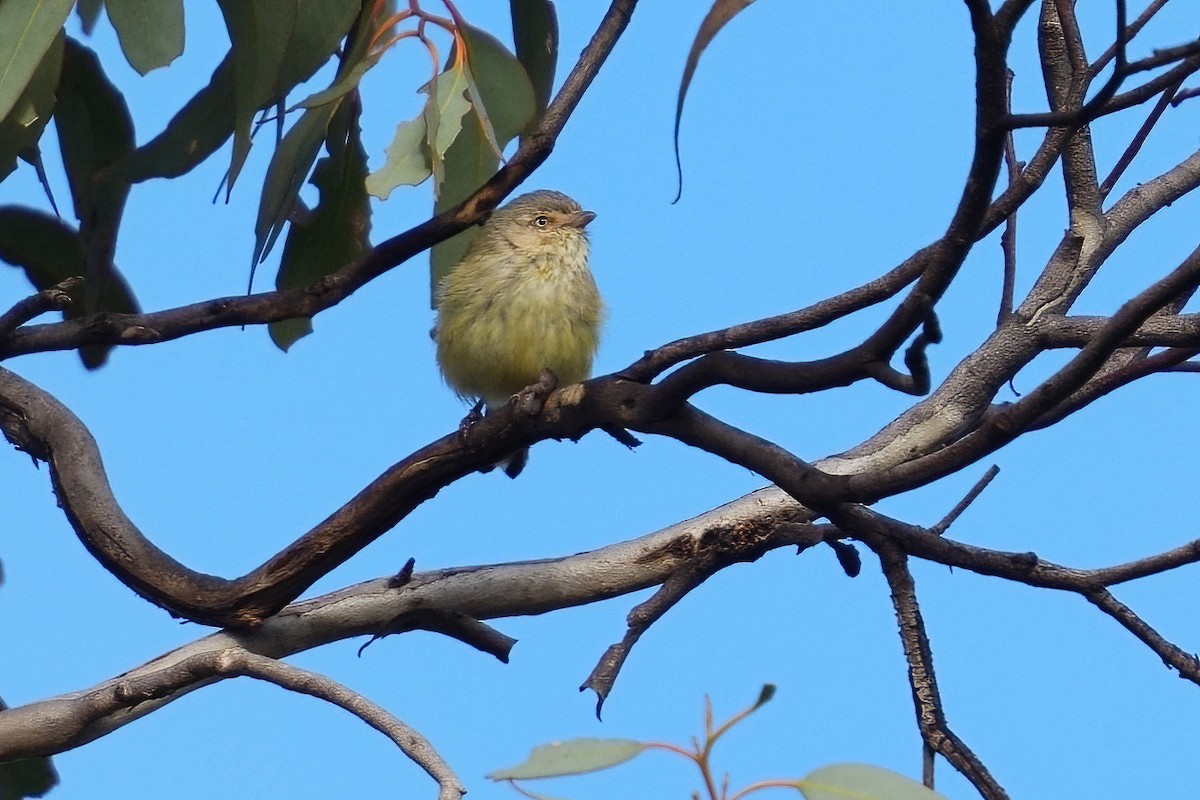 Weebill - ML645747061