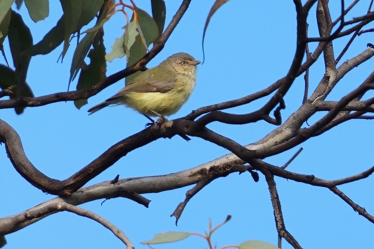 Weebill - ML645747062