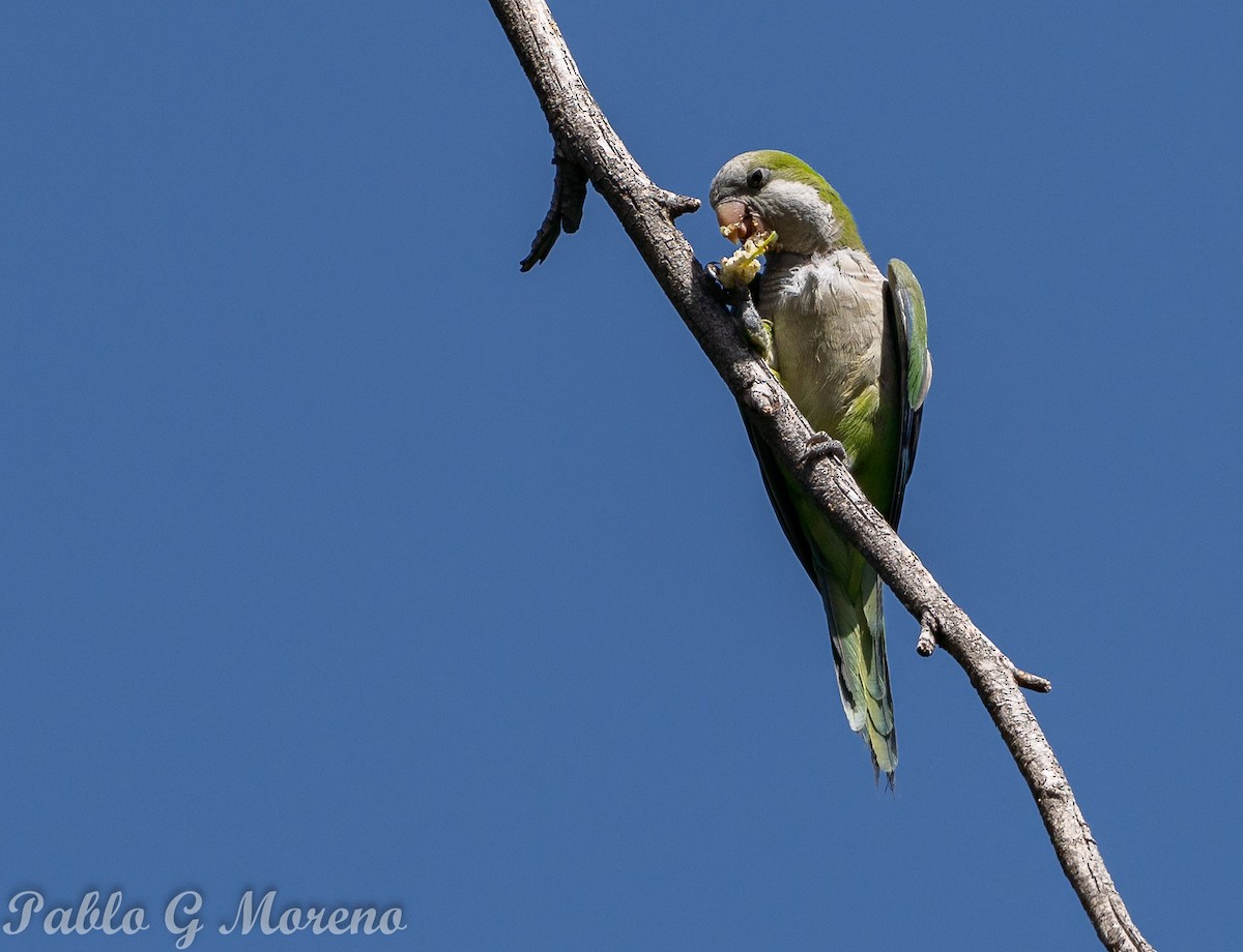 Monk Parakeet - ML645747063