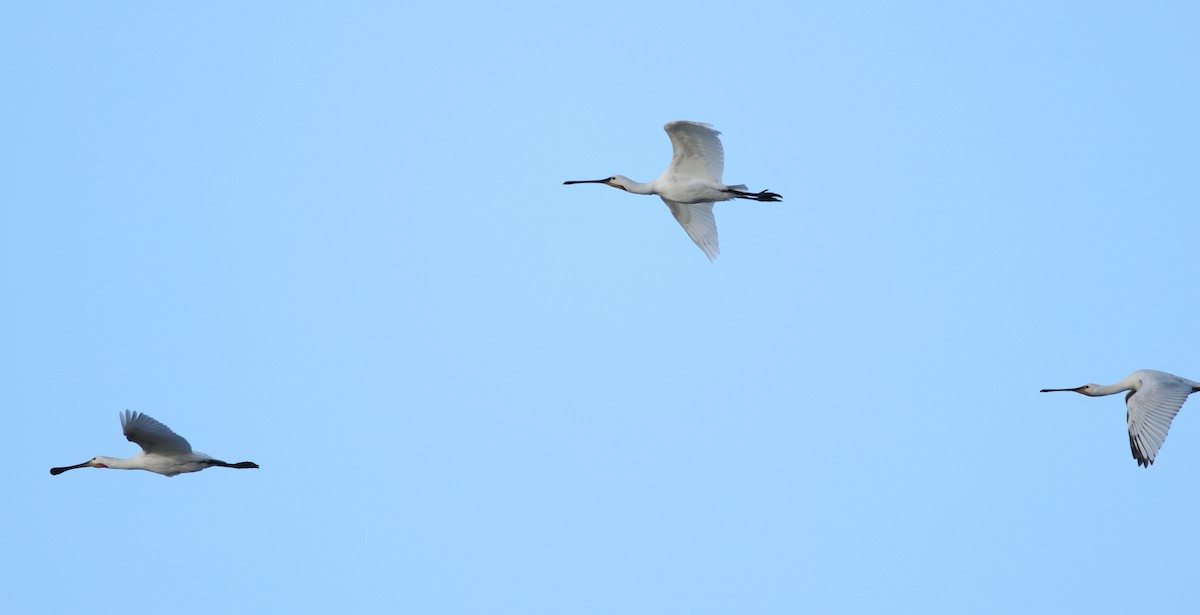 Eurasian Spoonbill - ML645747072