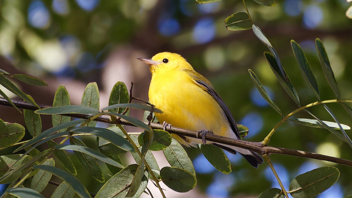 lesňáček zlatý - ML645747079