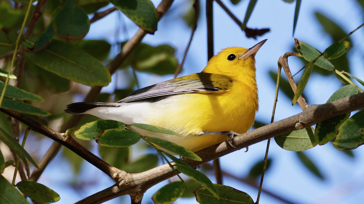 lesňáček zlatý - ML645747081