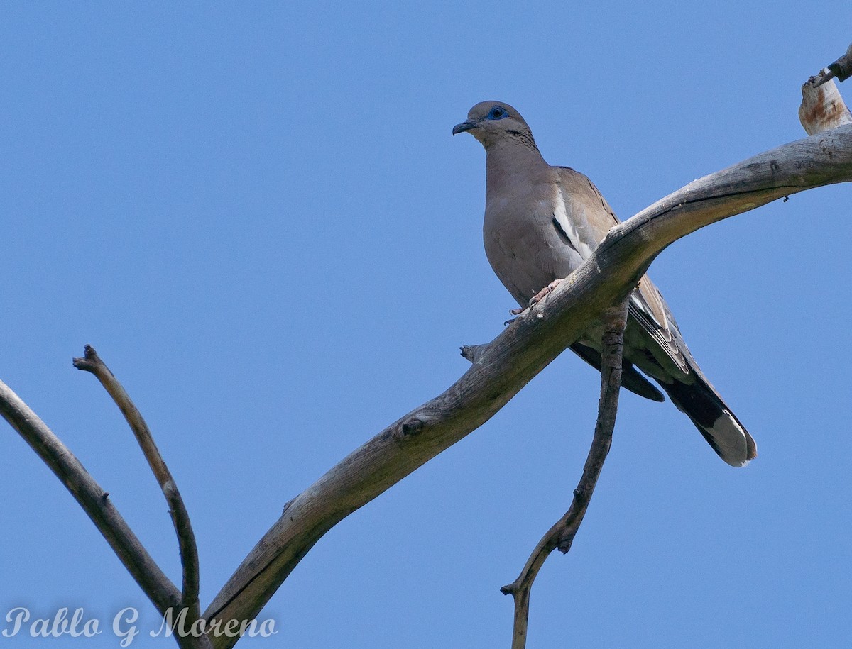 West Peruvian Dove - ML645747082