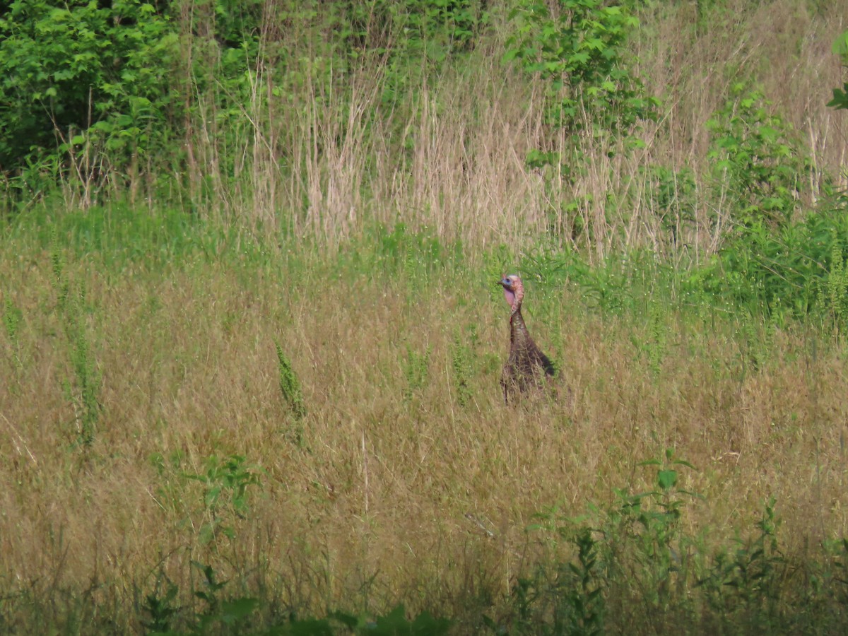 krocan divoký - ML645747083