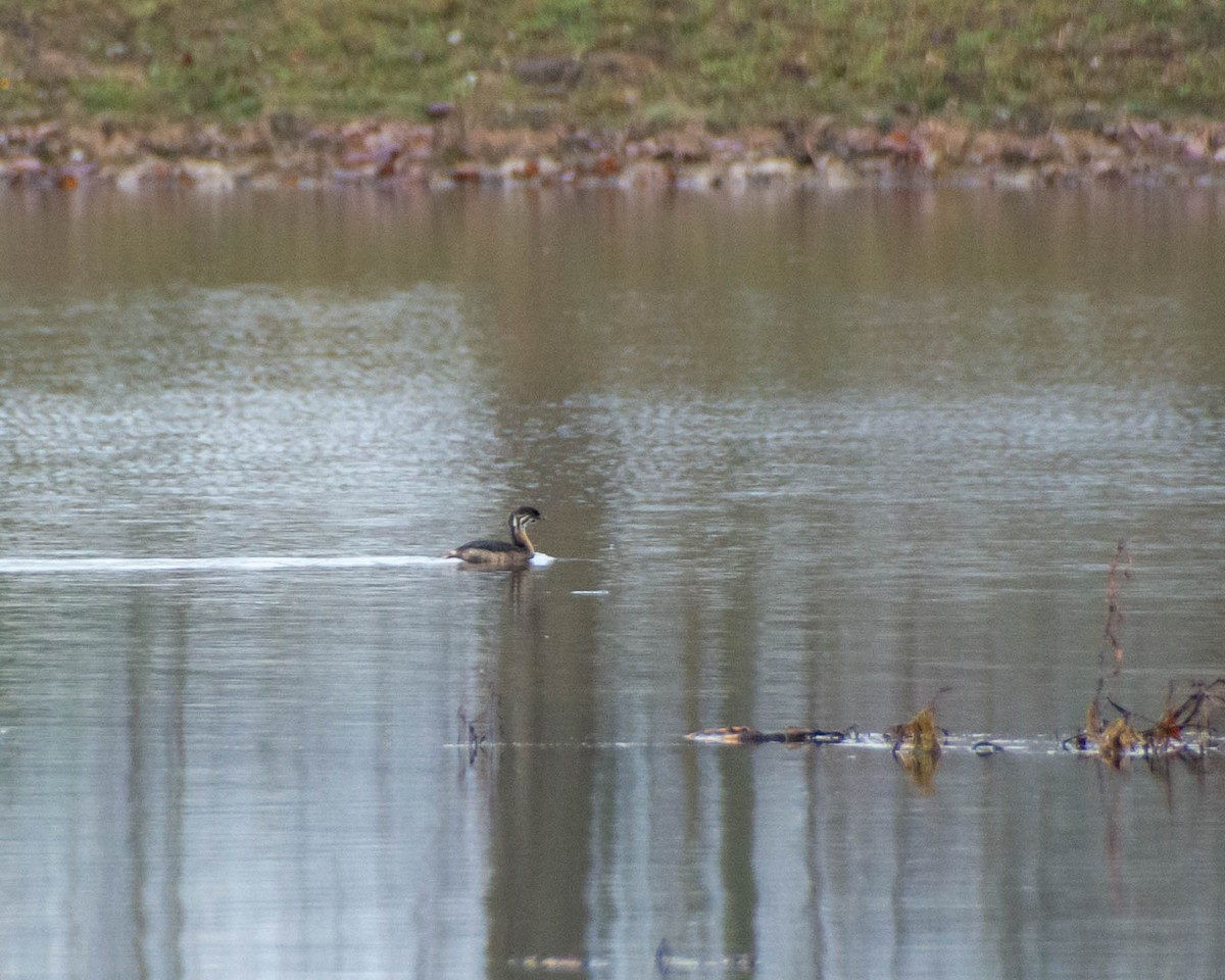 Pied-billed Grebe - ML645747093