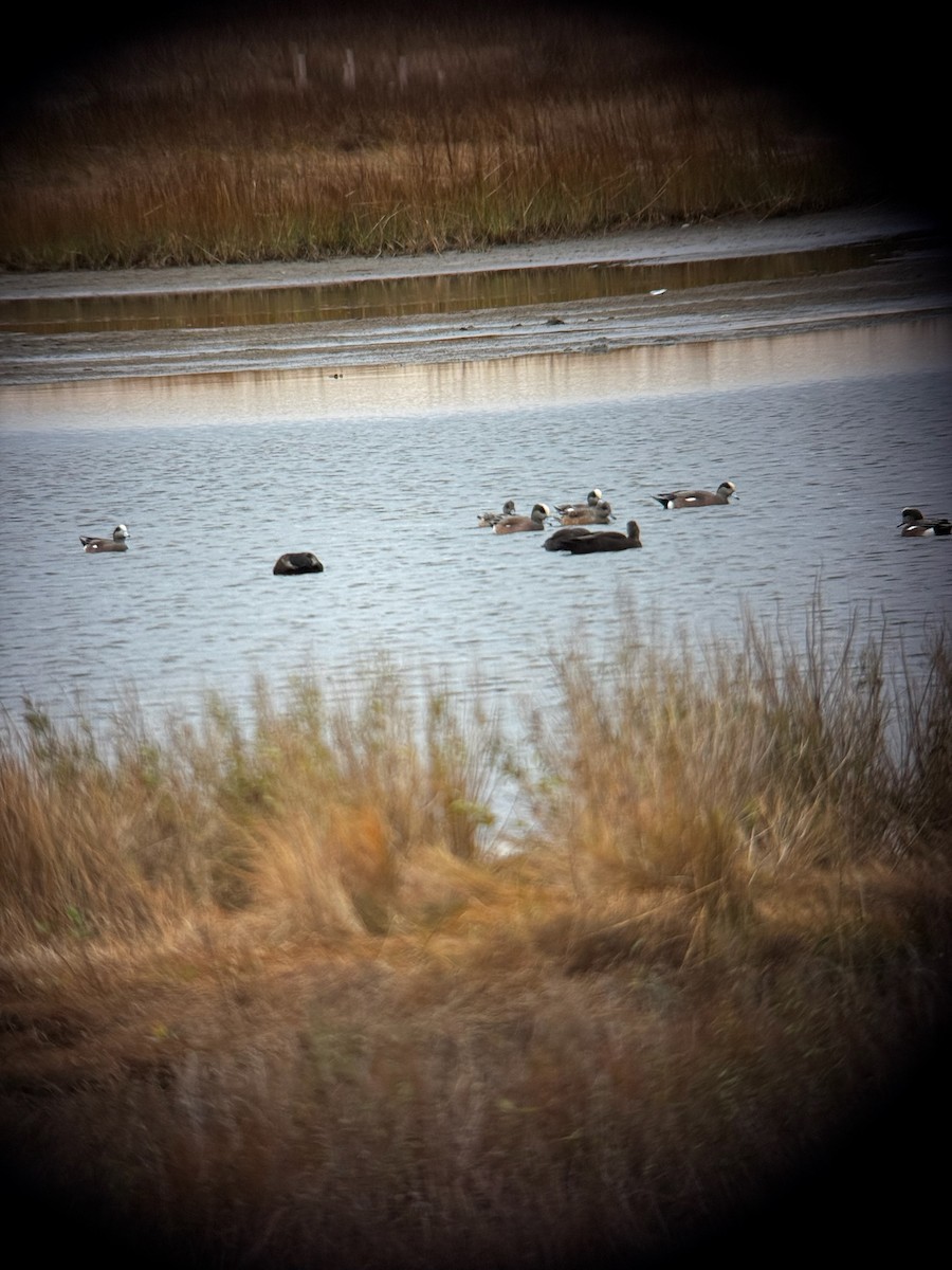 American Wigeon - ML645747094