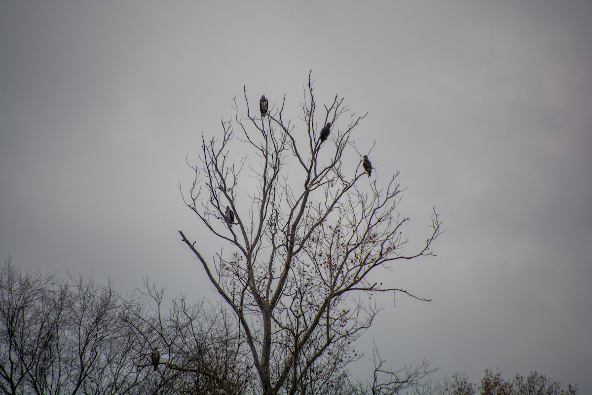 Bald Eagle - ML645747104