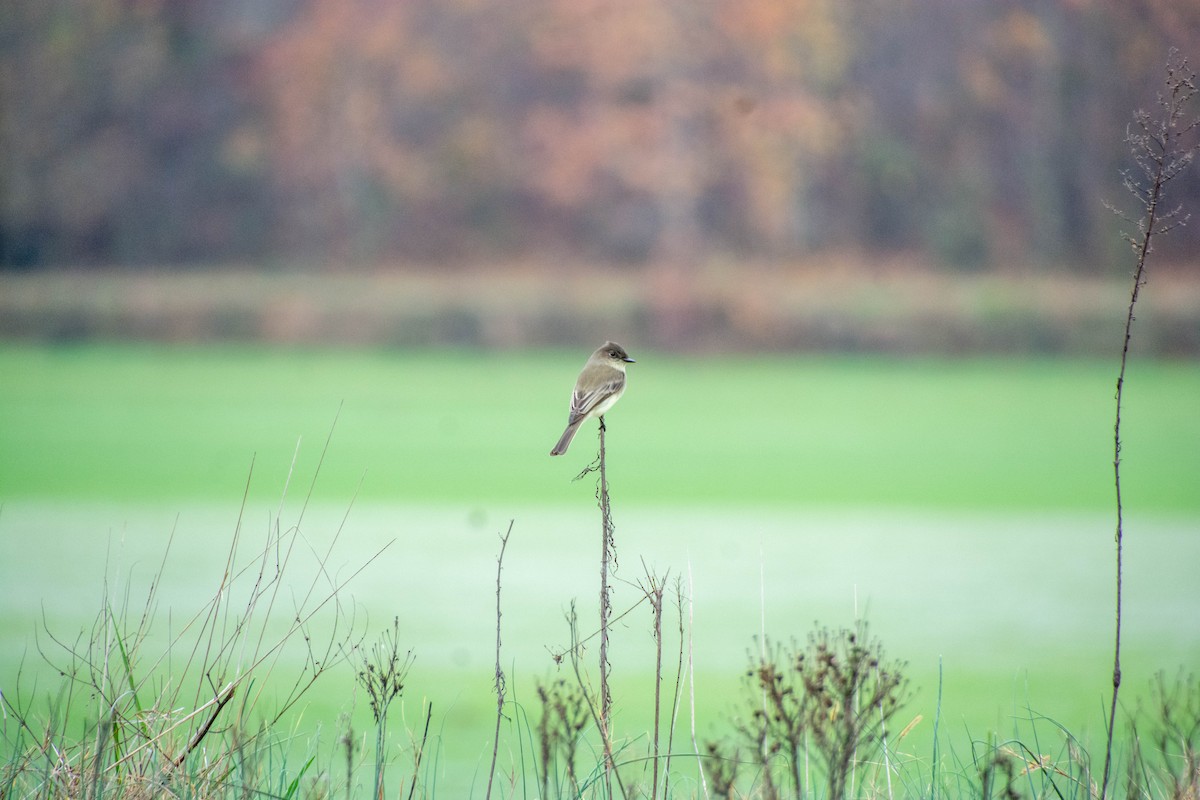 Eastern Phoebe - ML645747117
