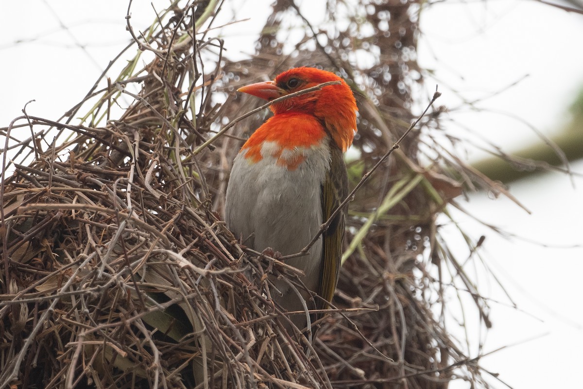 Red-headed Weaver (Southern) - ML645747137