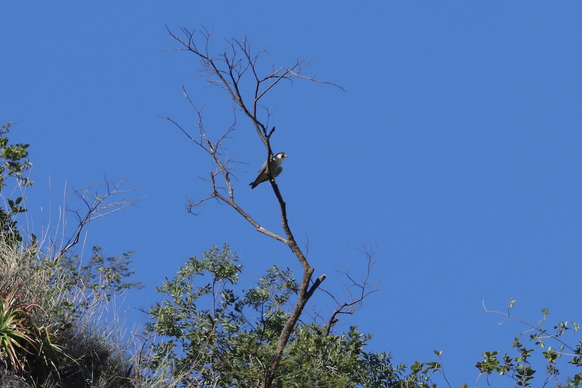 Peregrine Falcon - ML645747154