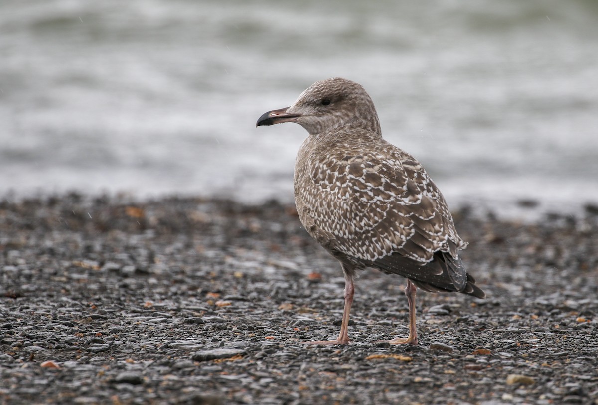 California Gull - ML645747155