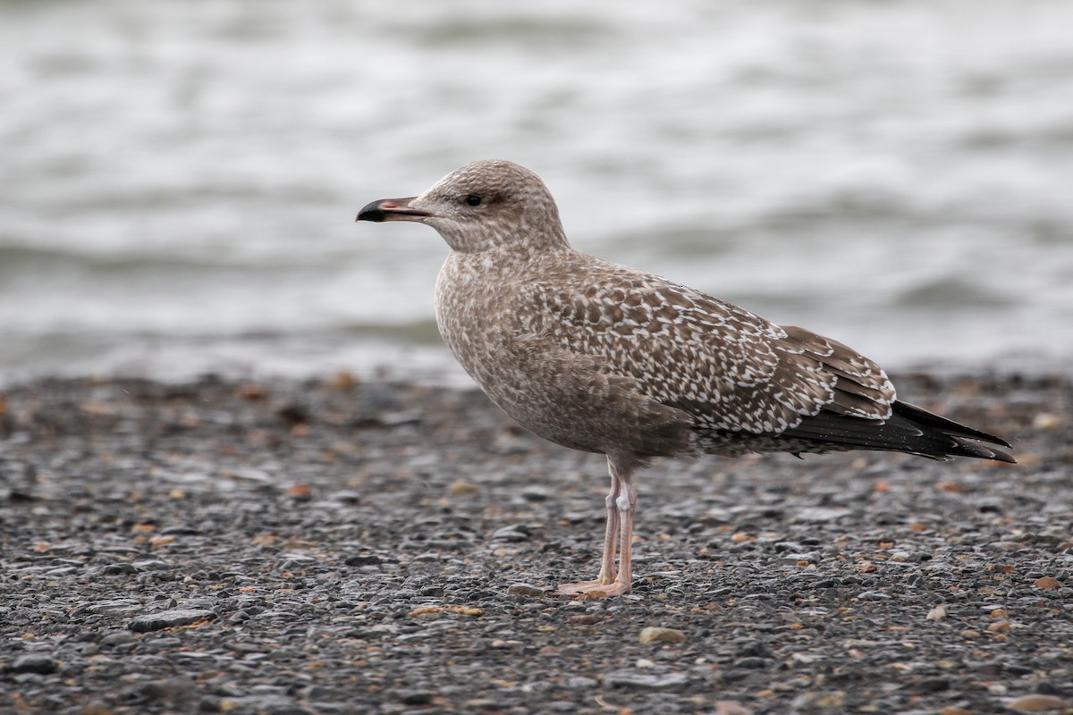 California Gull - ML645747156