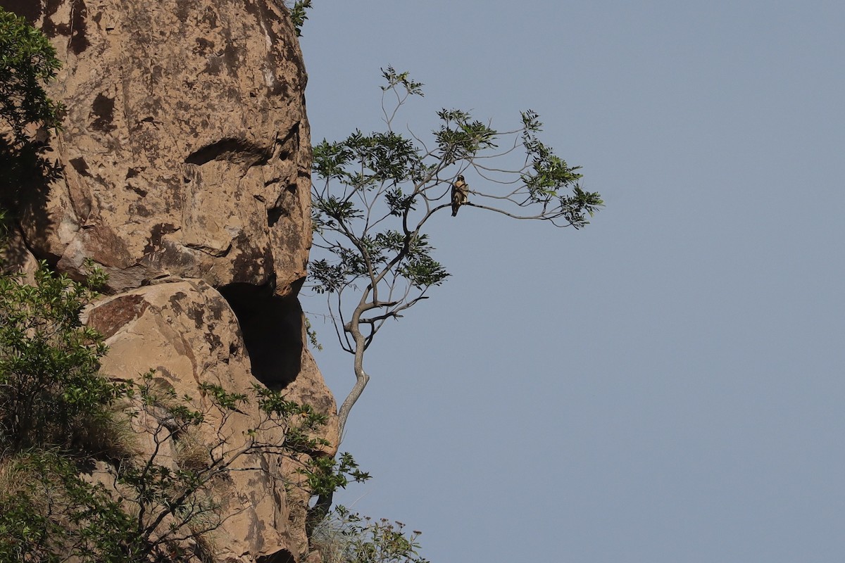 Peregrine Falcon - ML645747162