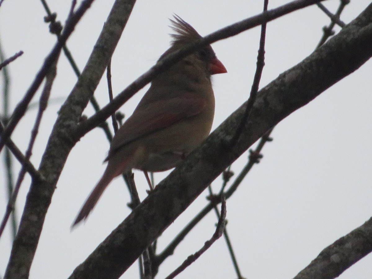 Northern Cardinal - ML645747177