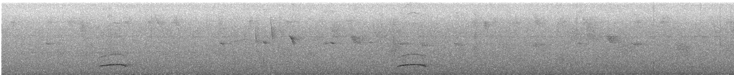 Feinstreifen-Ameisenwürger - ML645747178