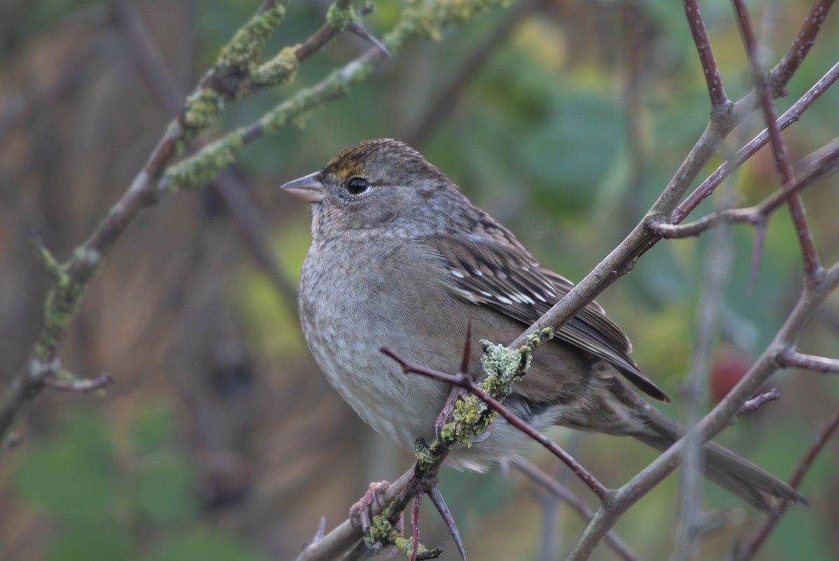 Golden-crowned Sparrow - ML645747181
