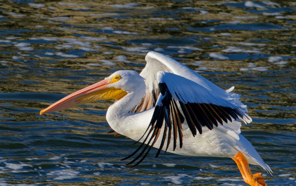 pelikán severoamerický - ML645747185