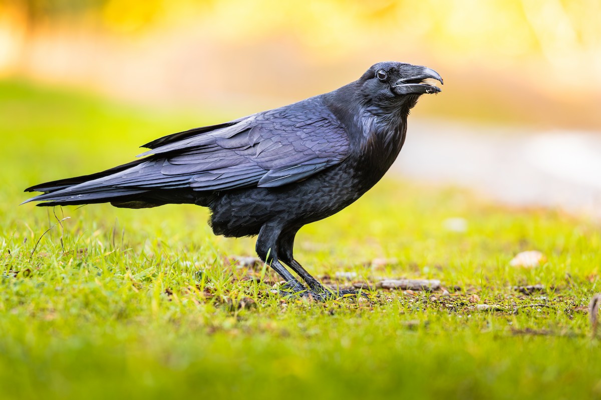 עורב שחור - ML645747196