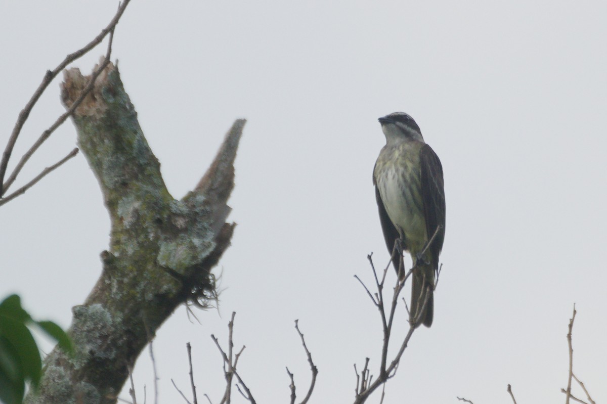 Piratic Flycatcher - ML645747206