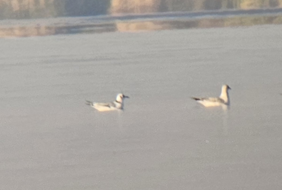 krykkje - ML645747241