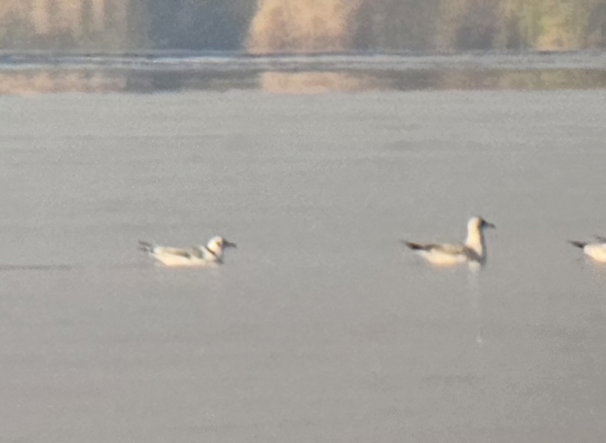 krykkje - ML645747242