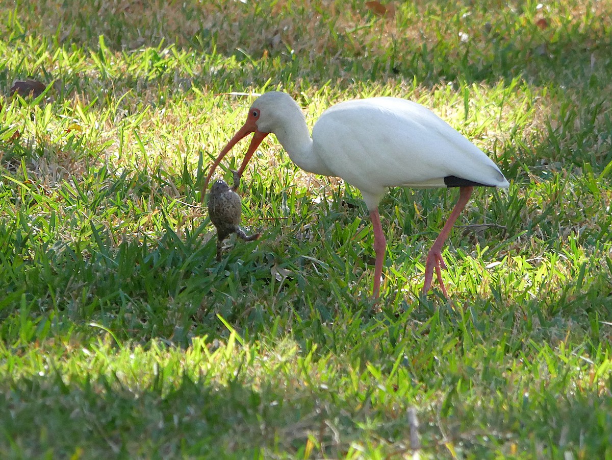 Corocoro Blanco - ML645747257