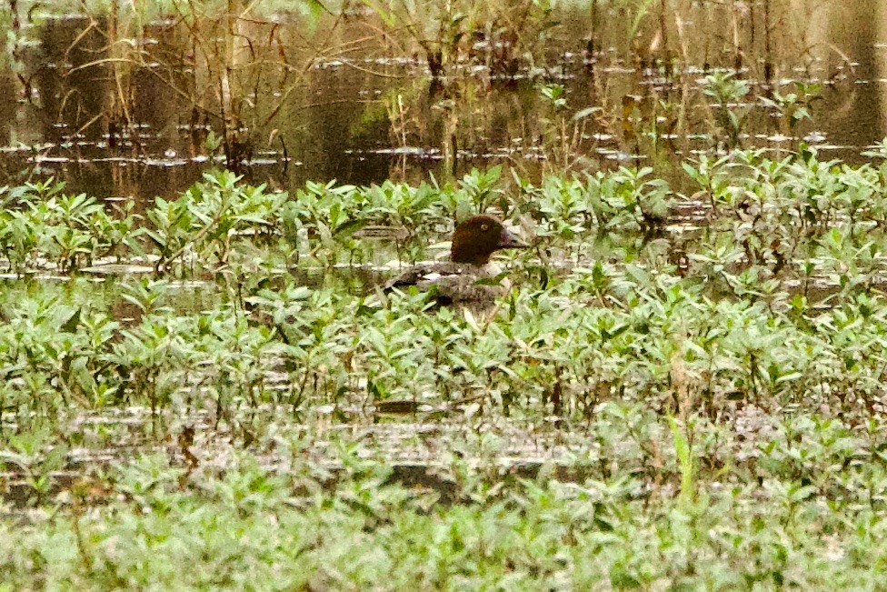 Common Goldeneye - ML645747274