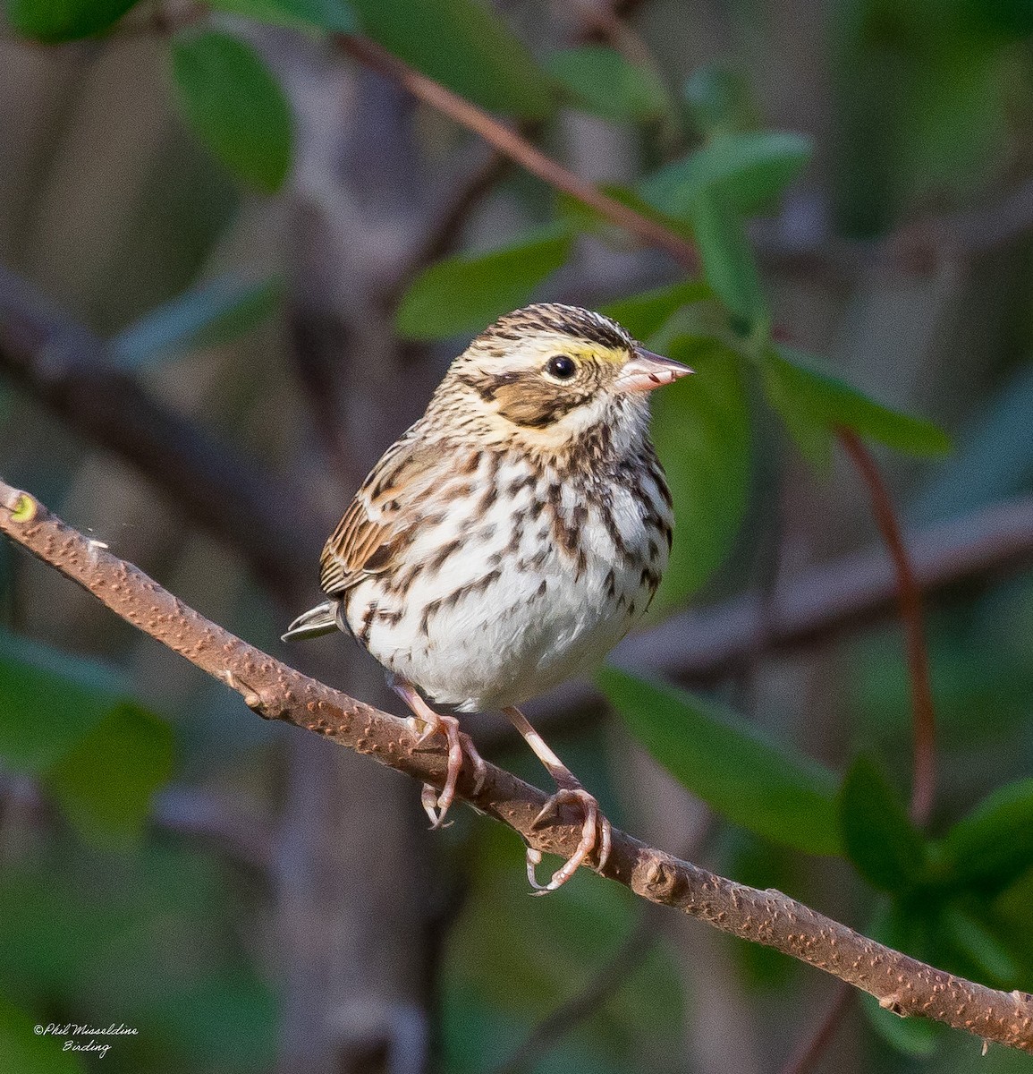 Savannah Sparrow - ML645747284