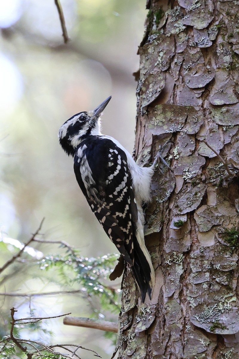 Hairy Woodpecker - ML645747294