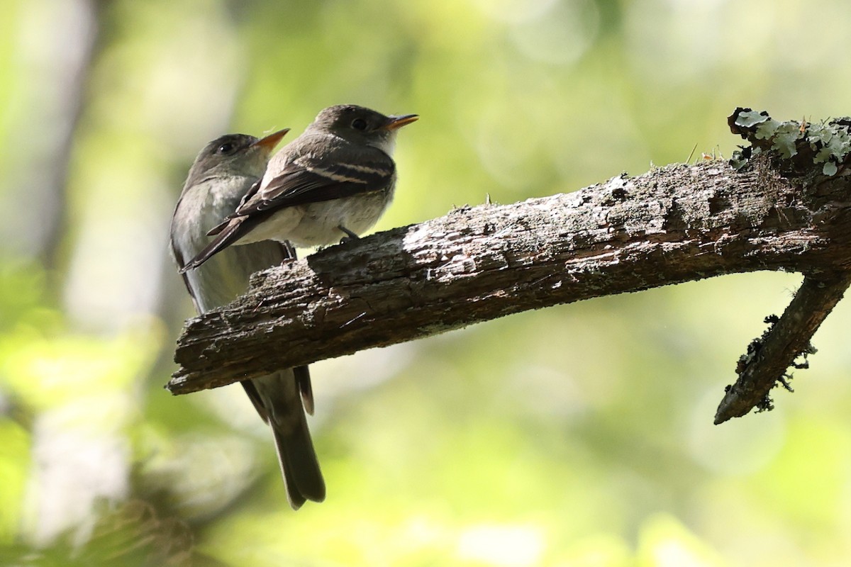 Eastern Wood-Pewee - ML645747311