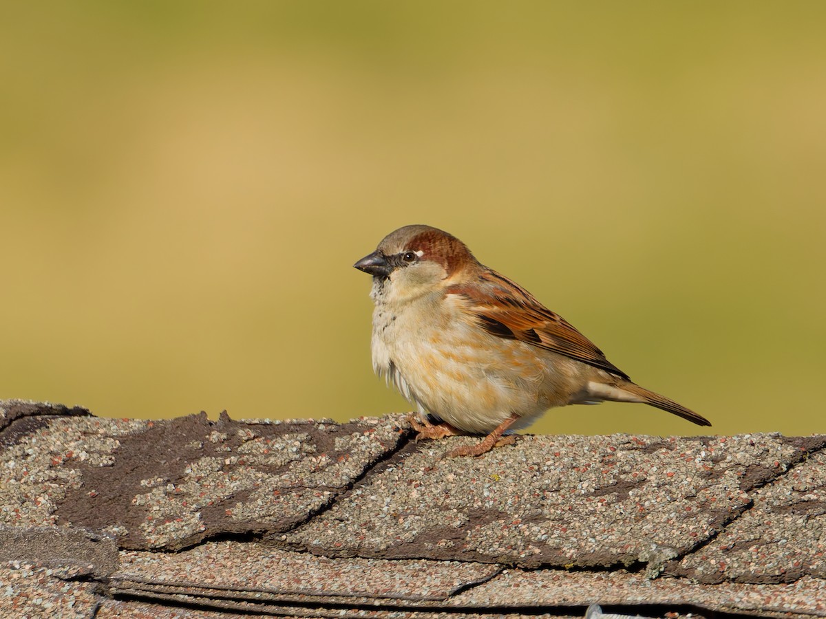 vrabec domácí - ML645747315