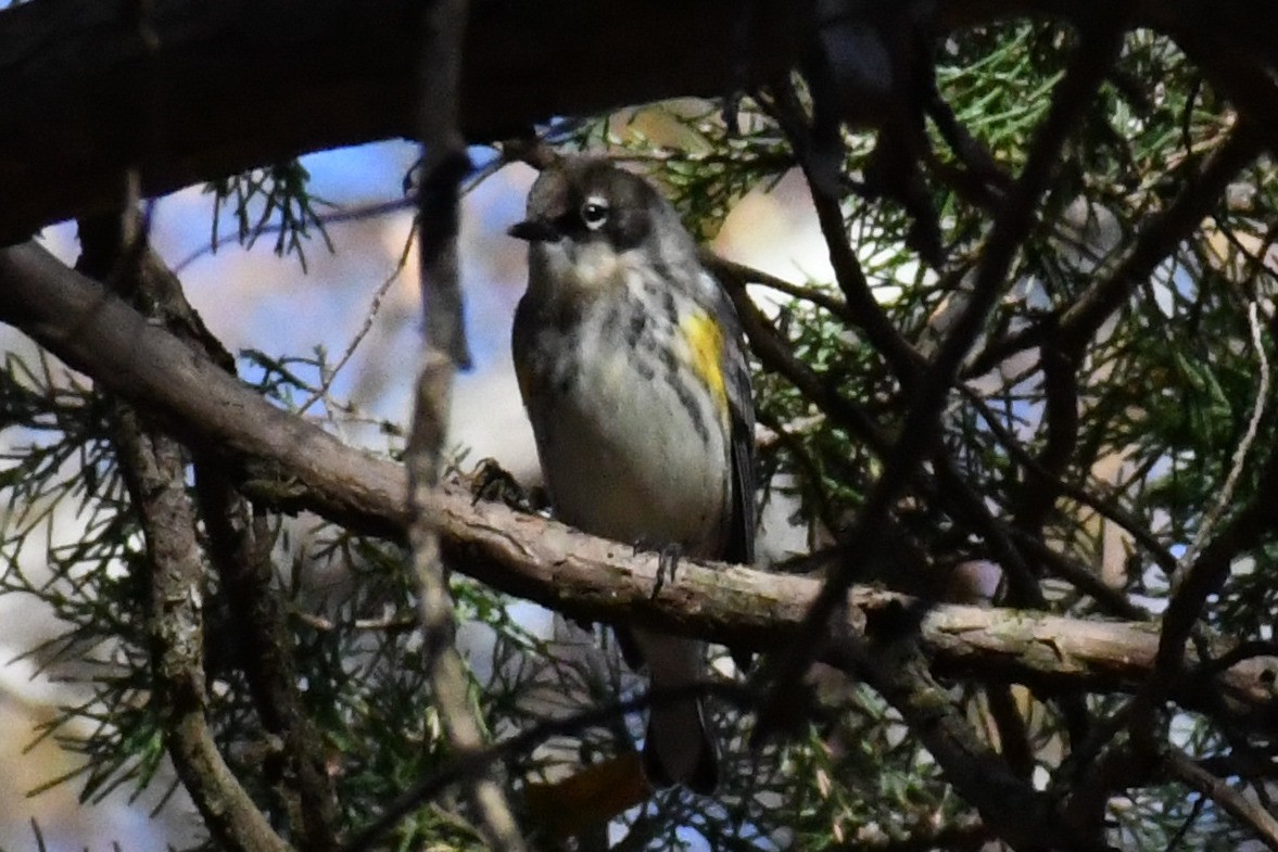 Yellow-rumped Warbler (Myrtle) - ML645747317