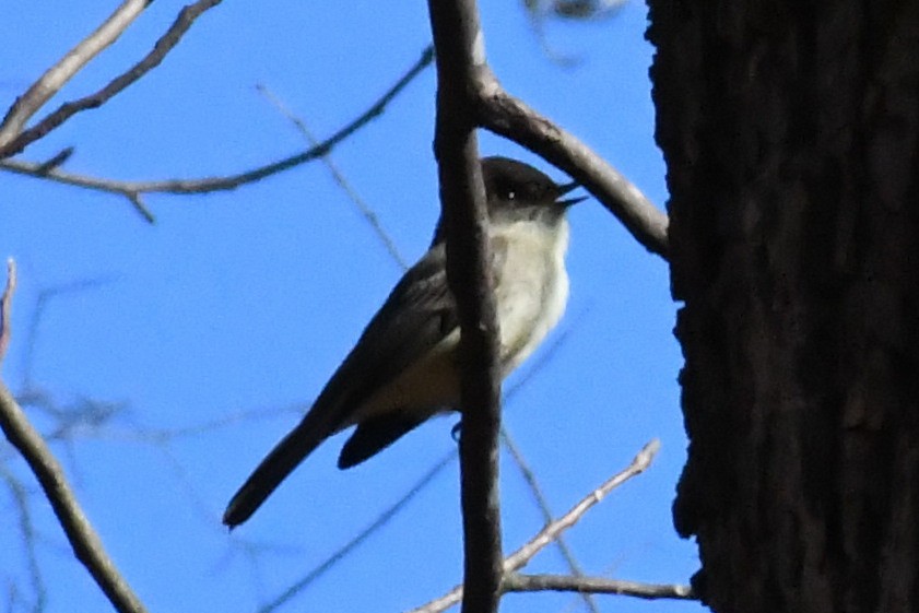Eastern Phoebe - ML645747324