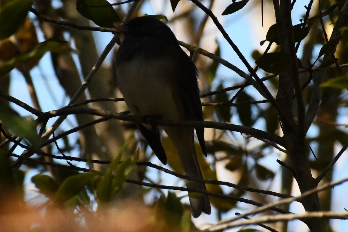 Dark-eyed Junco (Slate-colored) - ML645747328