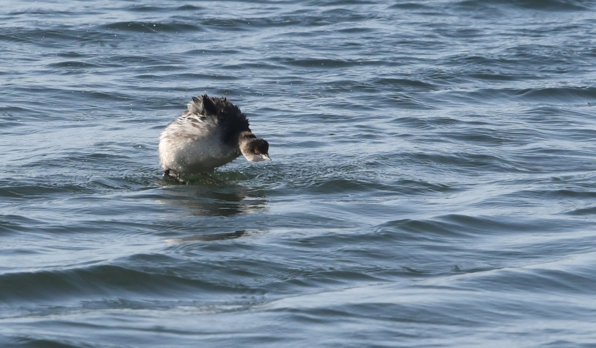 Eared Grebe - ML645747332