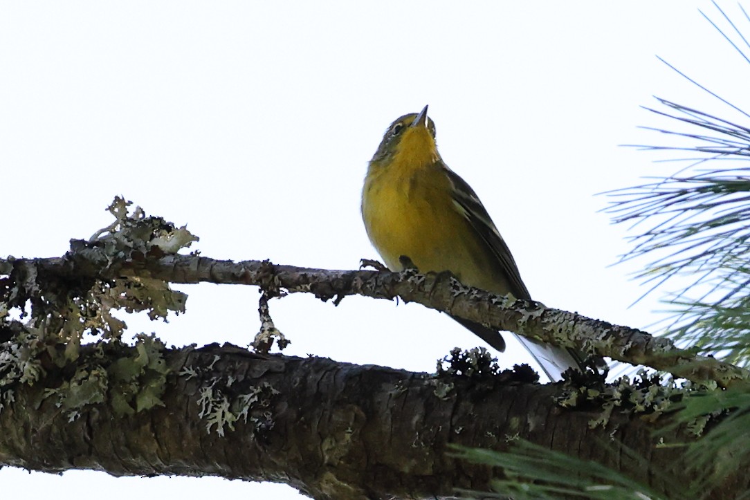 Pine Warbler - ML645747337