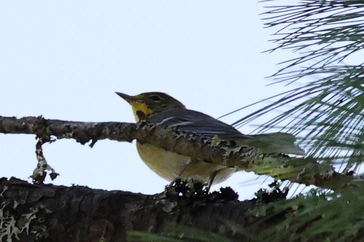 Pine Warbler - ML645747338