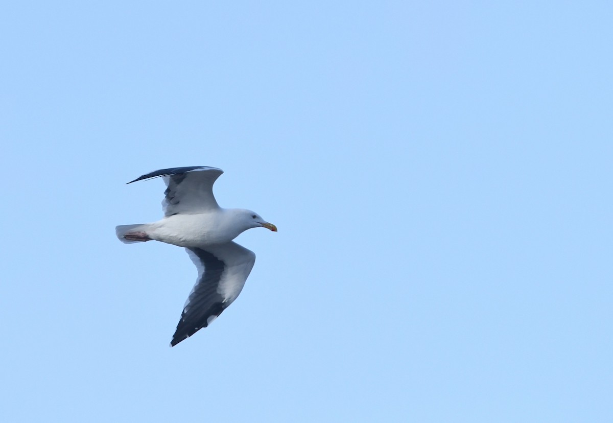 アメリカオオセグロカモメ - ML645747345