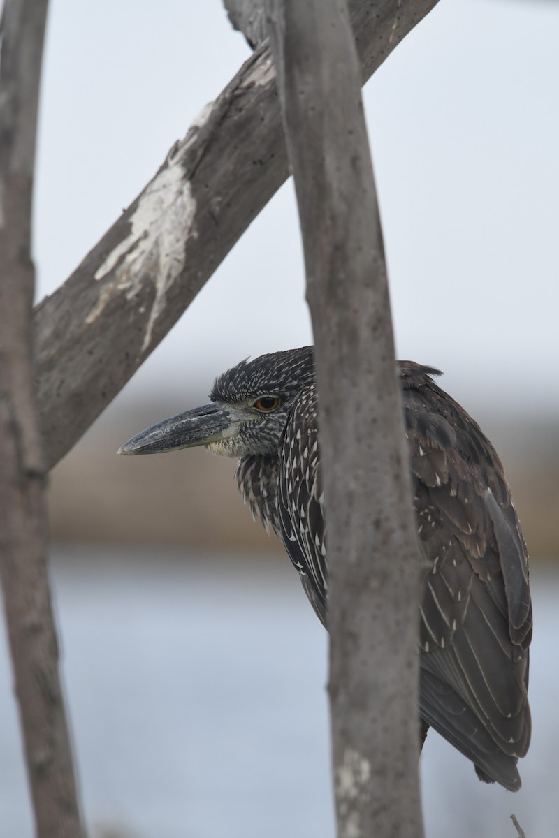 Yellow-crowned Night Heron - ML645747353