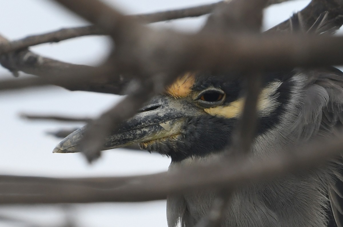 Yellow-crowned Night Heron - ML645747354