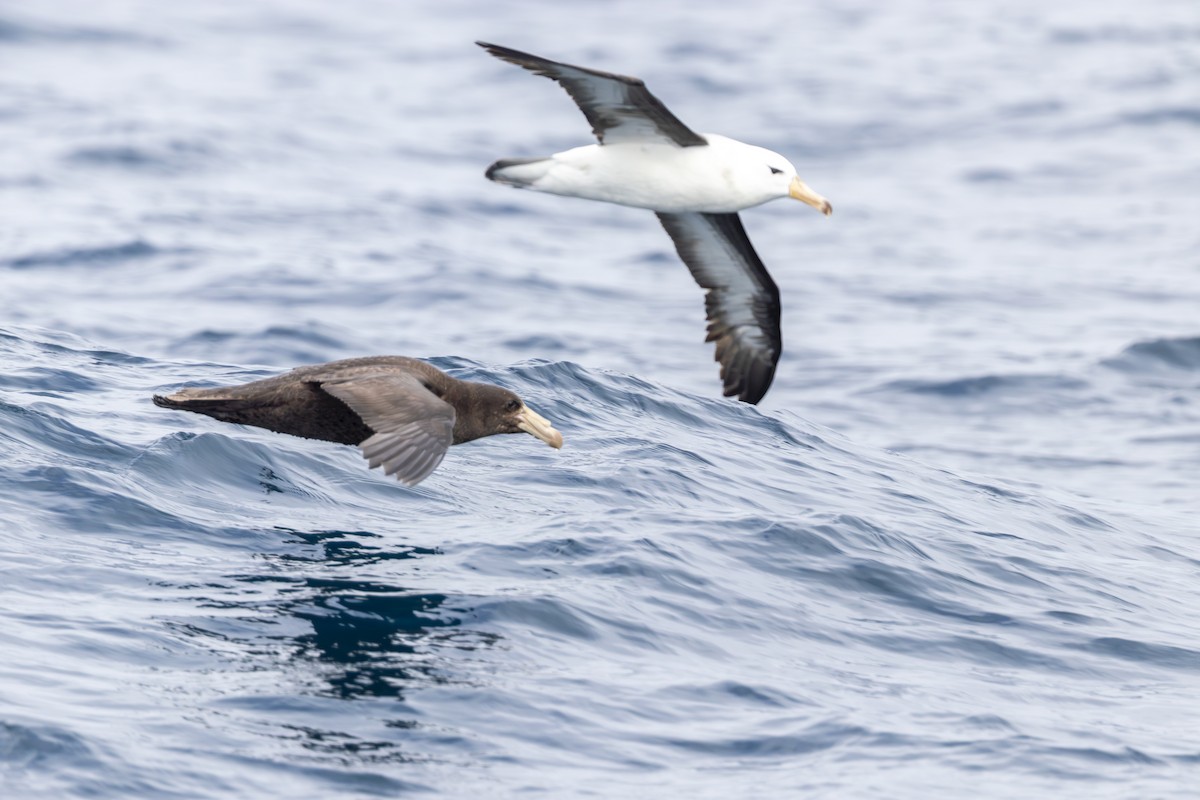 Northern Giant-Petrel - ML645747355
