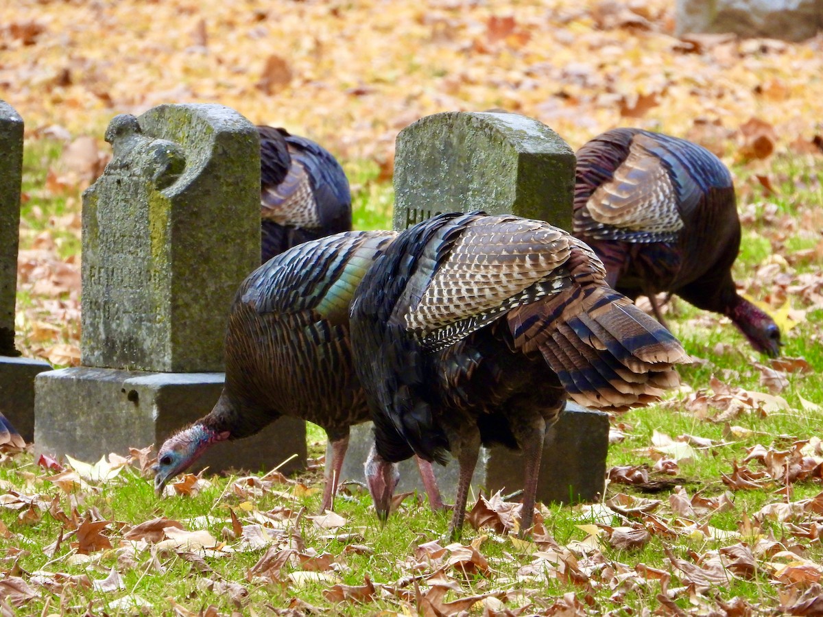 krocan divoký - ML645747401