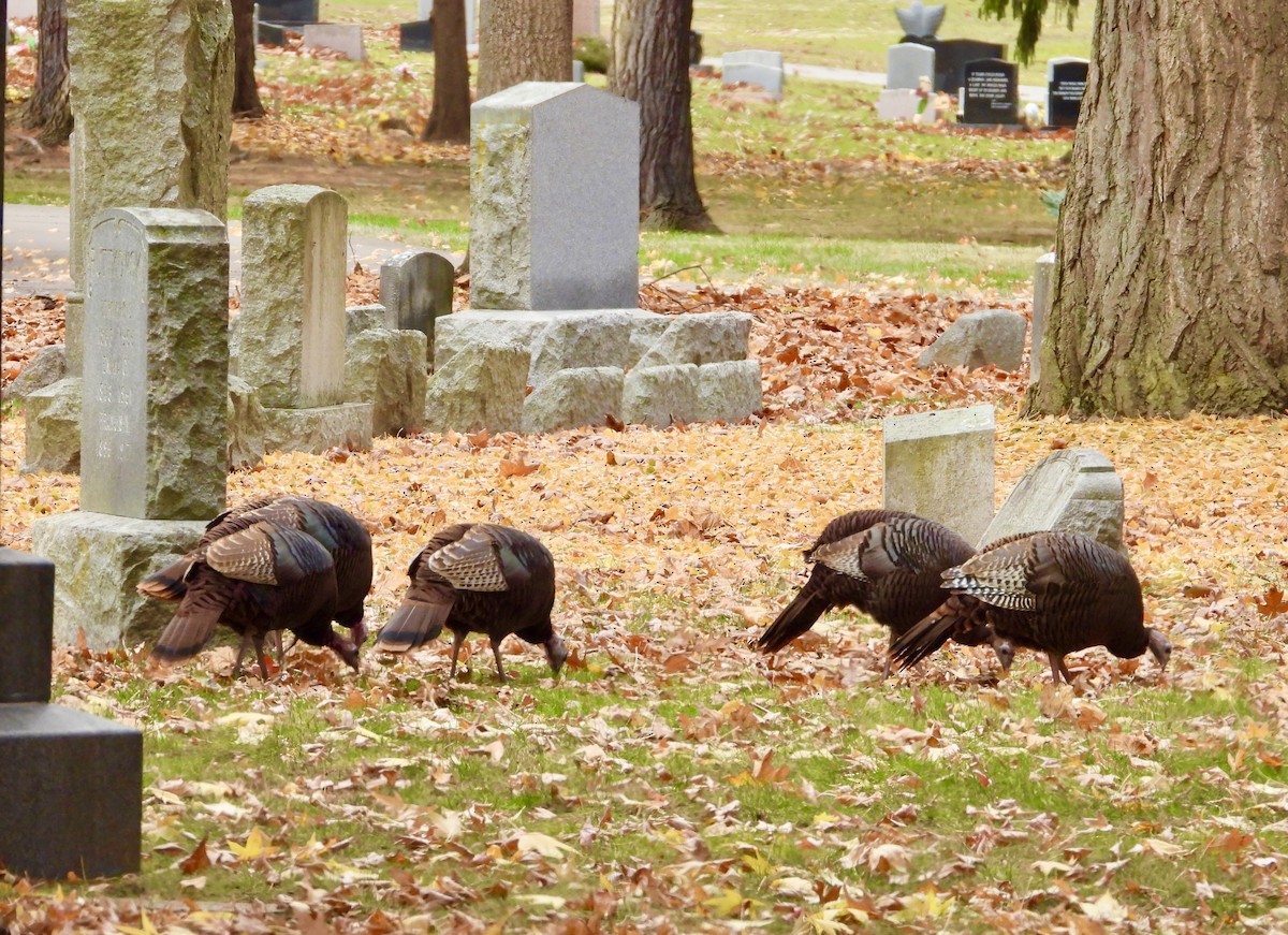 krocan divoký - ML645747402