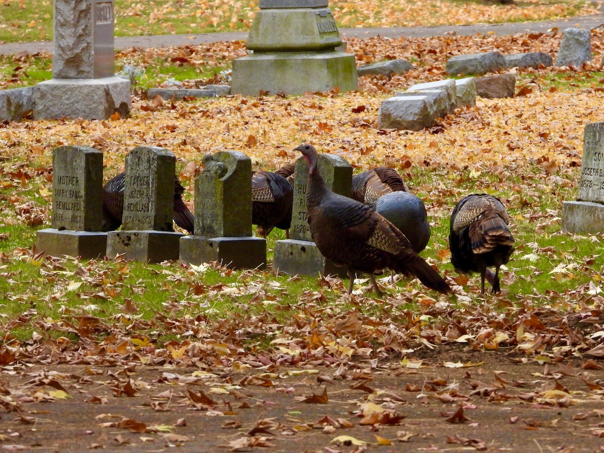 krocan divoký - ML645747403