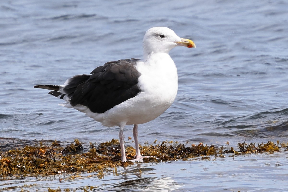 Great Black-backed Gull - ML645747415