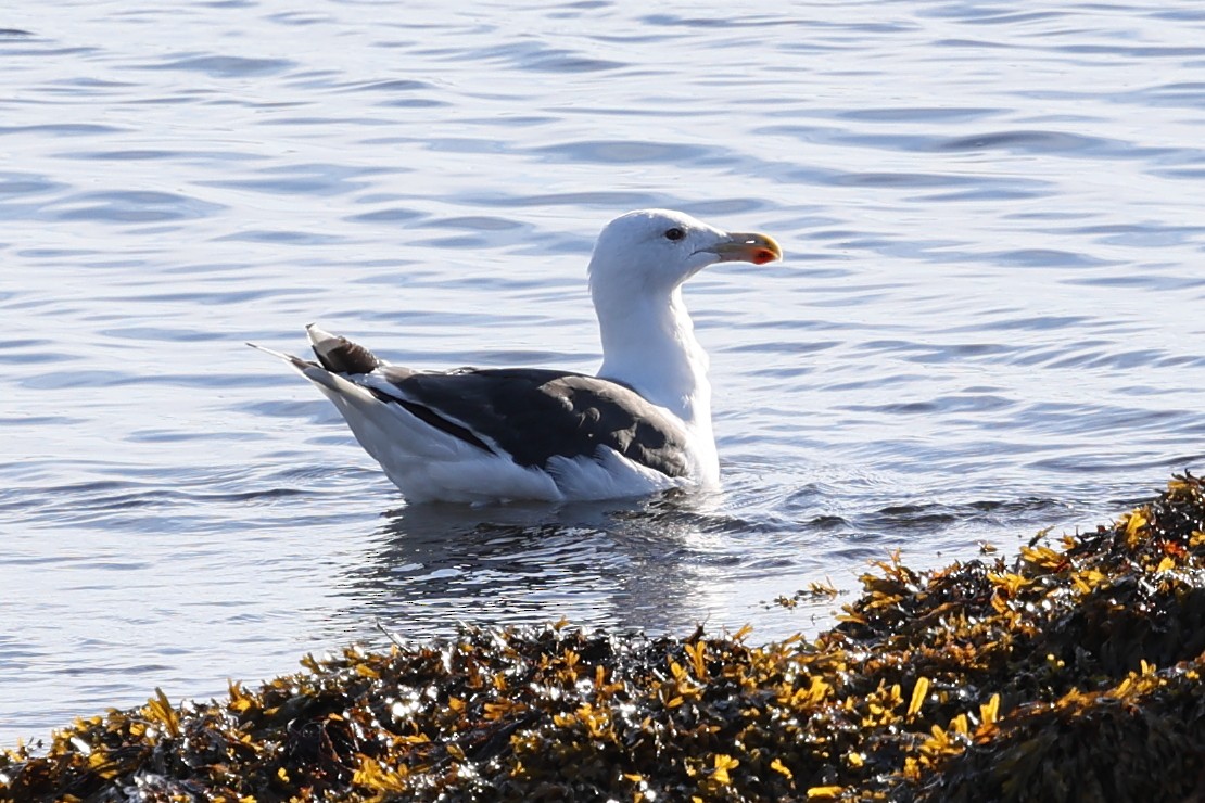 Great Black-backed Gull - ML645747416