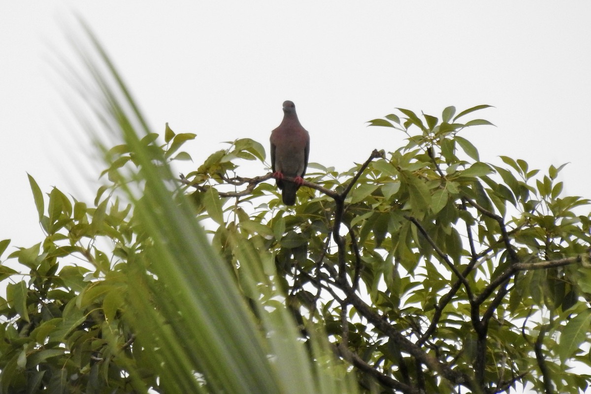 Paloma Colorada - ML645747419